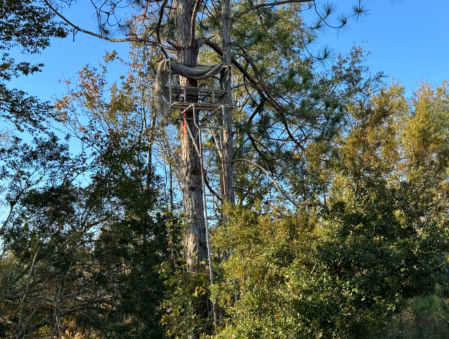 The Hunter's Pursuit